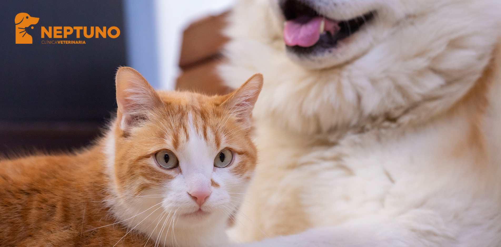 Consejos para introducir un gato en una casa con perro